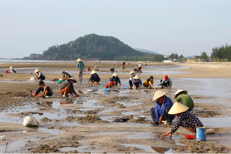 Thi nhau xới tung bãi cát tìm bắt " lộc biển " ở Nghệ An.