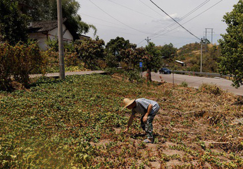 Sản xuất, nông nghiệp Trung Quốc lao đao vì nắng nóng kỷ lục