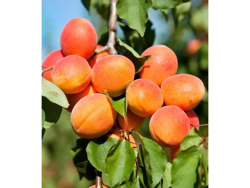 APRICOT LÀ GÌ? NHỮNG ĐIỀU NÊN BIẾT VỀ APRICOT